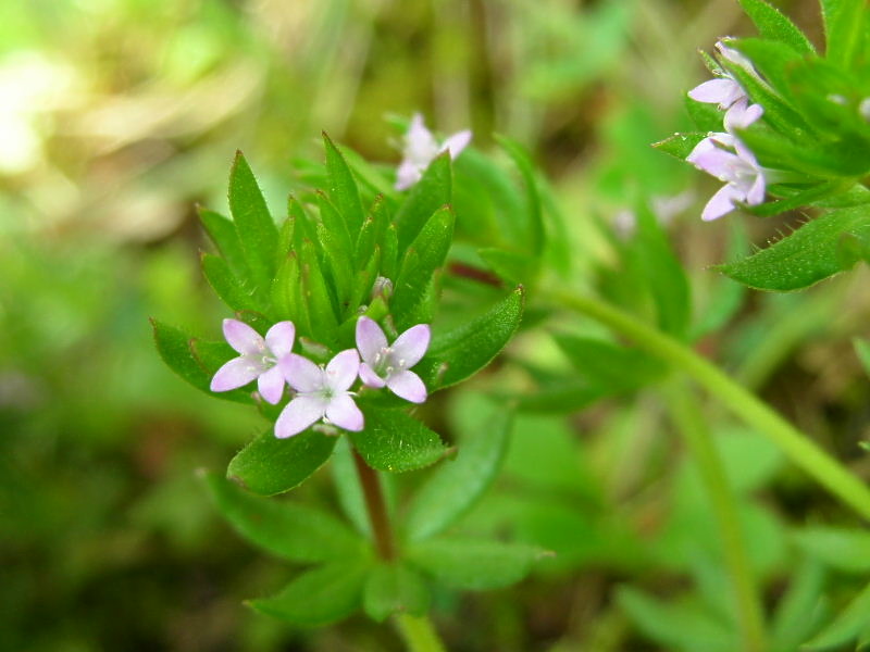 Sherardia arvensis / Toccamano